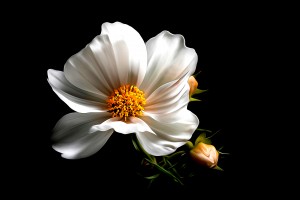 Pretty White Flower_OSG